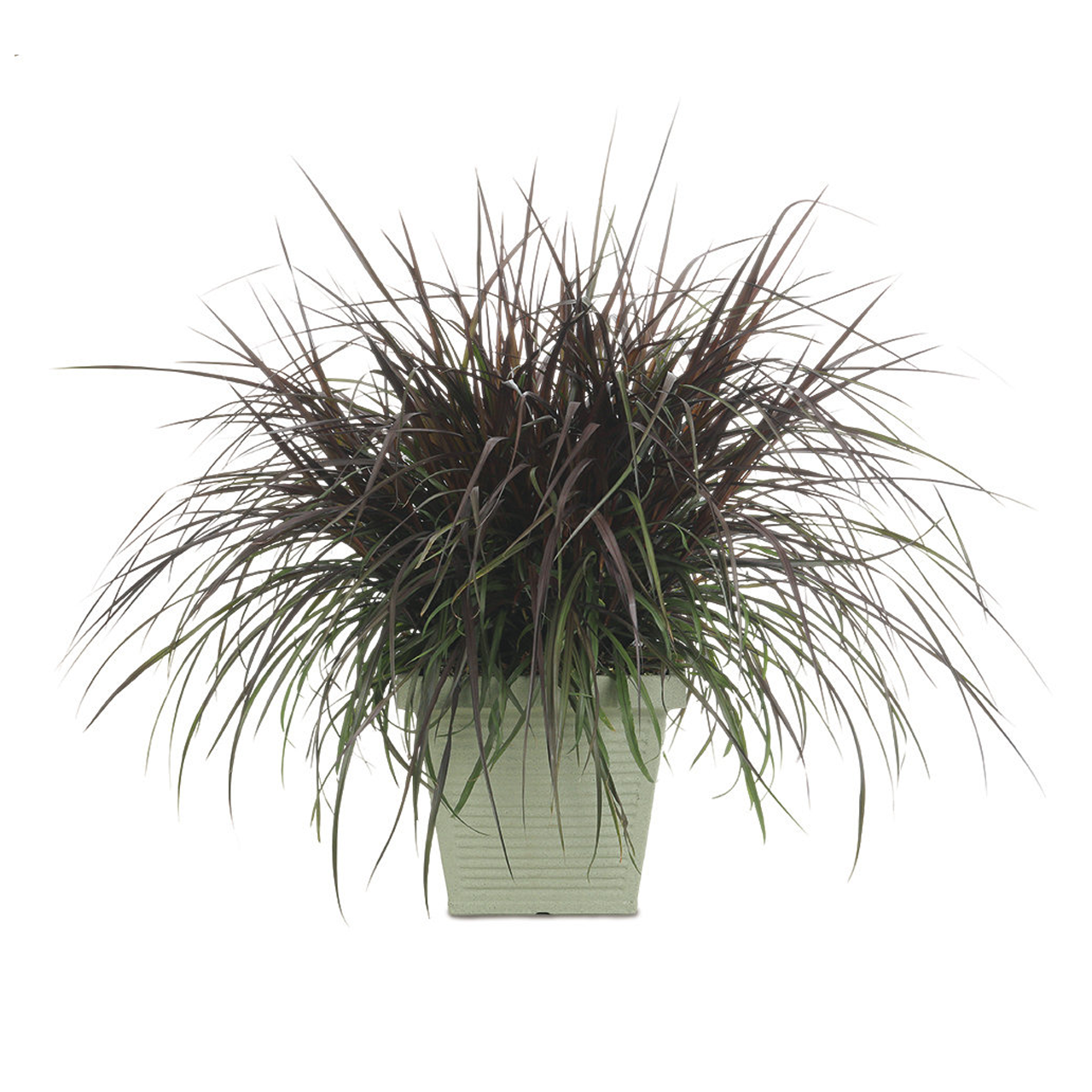 Proven Winners - Herbes ornementales Pennisetum Graceful Grasses Vertigo | Pot de 12,7 cm