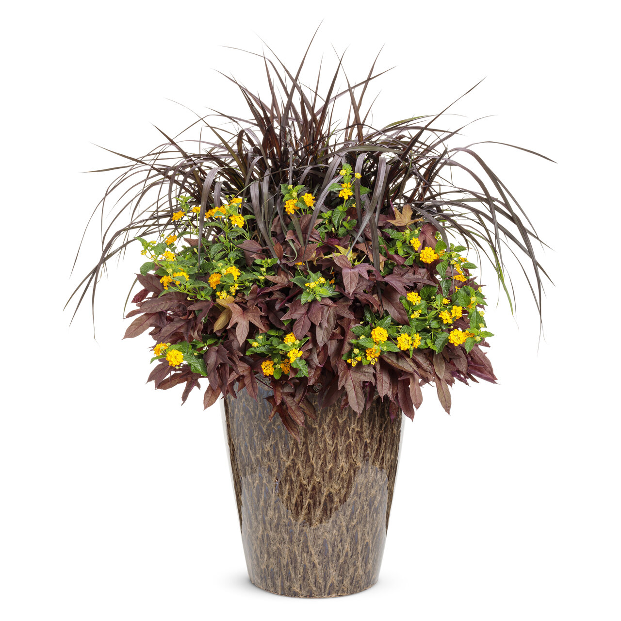 Proven Winners - Herbes ornementales Pennisetum Graceful Grasses Vertigo | Pot de 12,7 cm