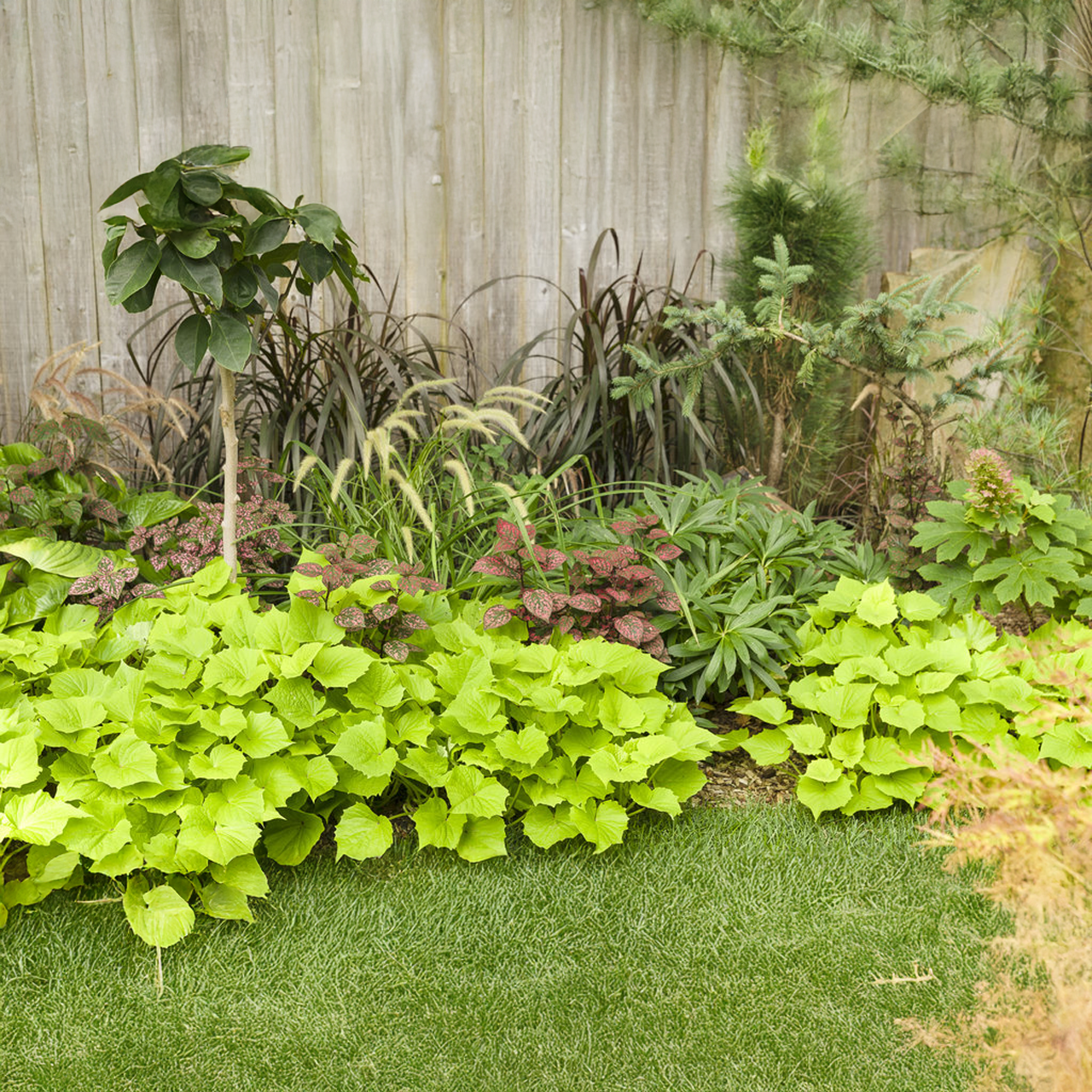 Proven Winners - Herbes ornementales Pennisetum Graceful Grasses Vertigo | Pot de 12,7 cm