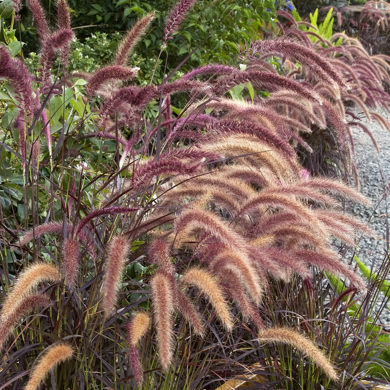 Proven Winners - Herbe Rubrum Graceful Grasses Fontaine Pourpre | Pot de 12,7 cm
