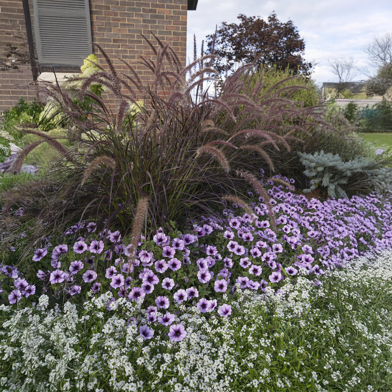 Proven Winners - Herbe Rubrum Graceful Grasses Fontaine Pourpre | Pot de 12,7 cm