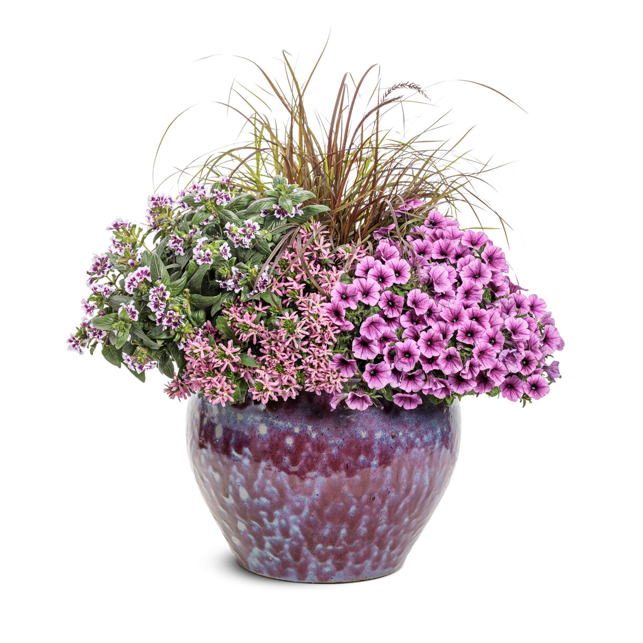 Proven Winners - Herbe Rubrum Graceful Grasses Fontaine Pourpre | Pot de 12,7 cm