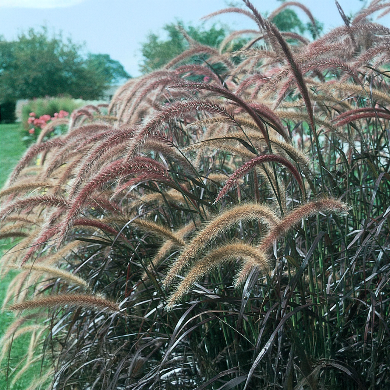 Proven Winners - Herbe Rubrum Graceful Grasses Fontaine Pourpre | Pot de 12,7 cm