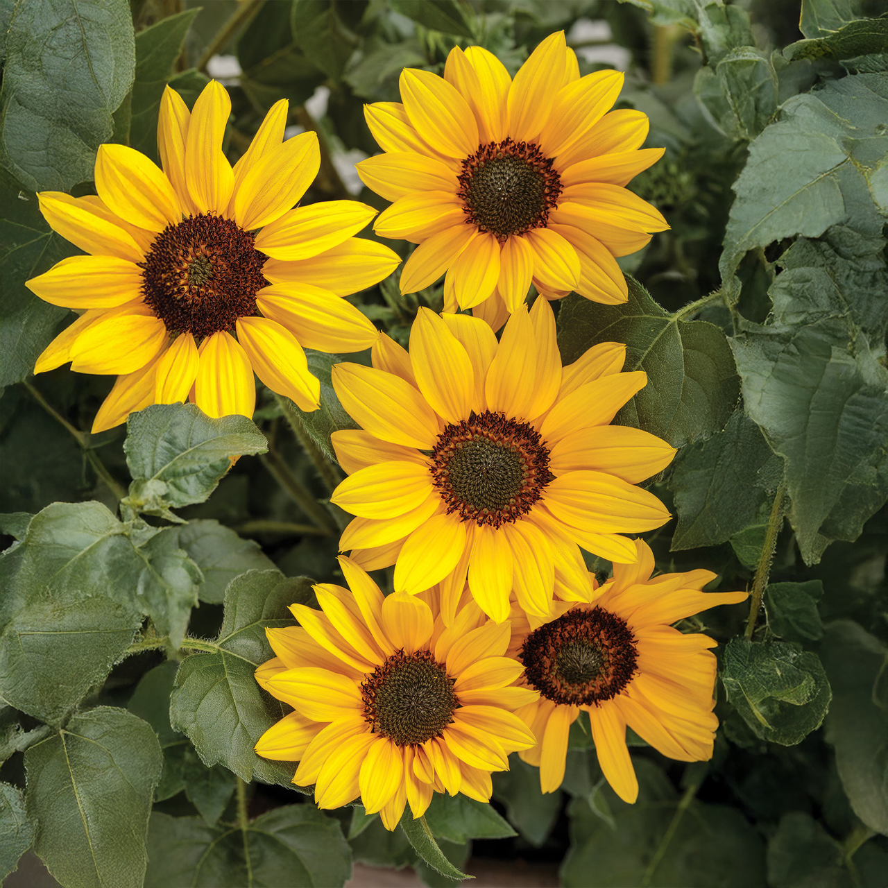 Proven Winners - Helianthus Suncredible Yellow | Pot de 5 pouces