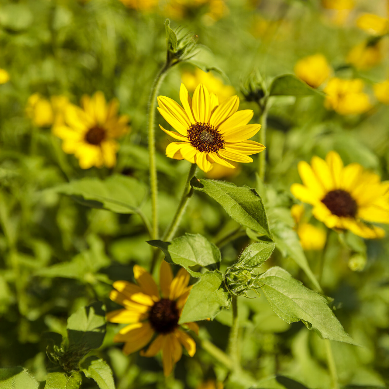 Proven Winners - Helianthus Suncredible Yellow | Pot de 5 pouces