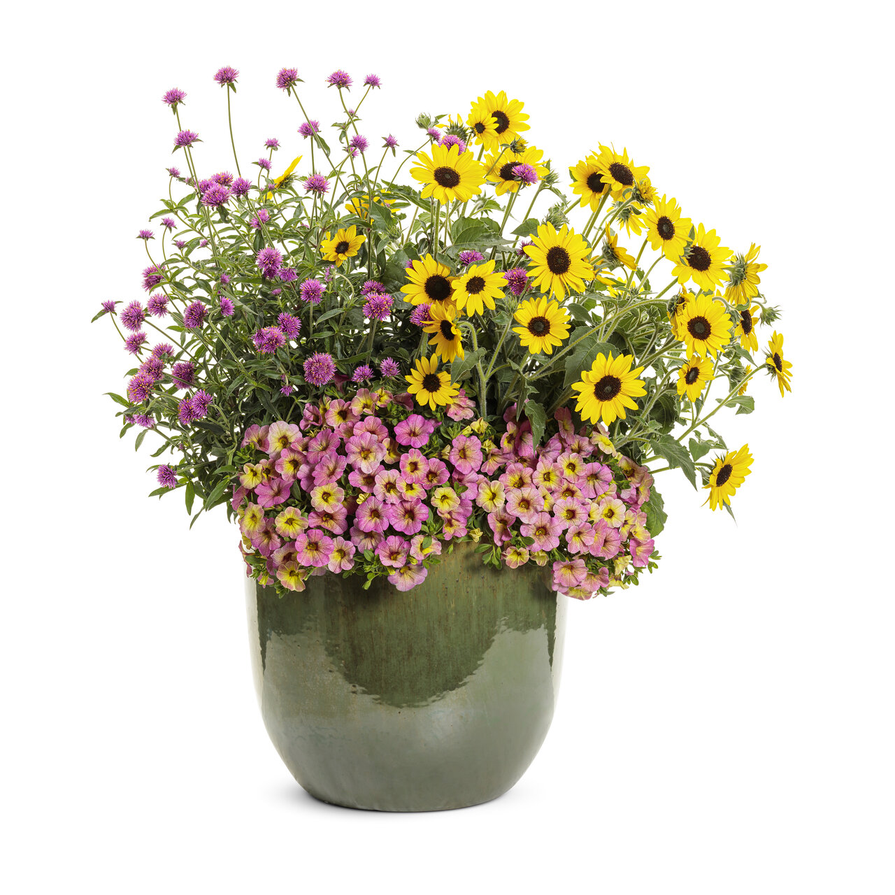 Proven Winners - Helianthus Suncredible Yellow | Pot de 5 pouces