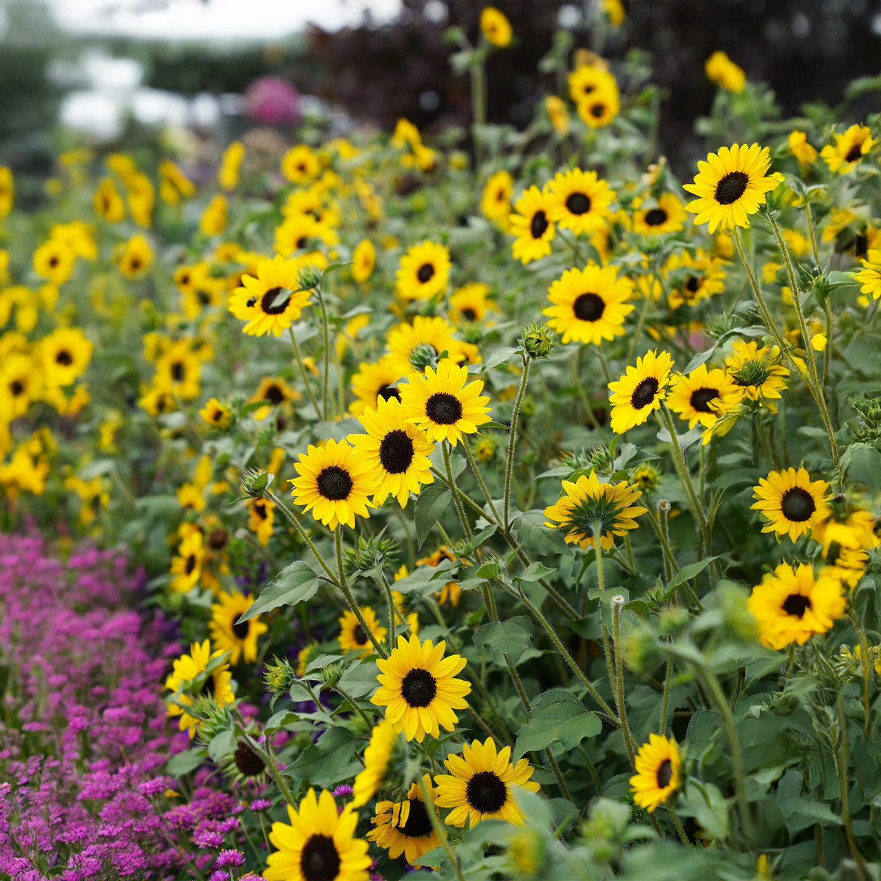 Proven Winners - Helianthus Suncredible Yellow | Pot de 5 pouces