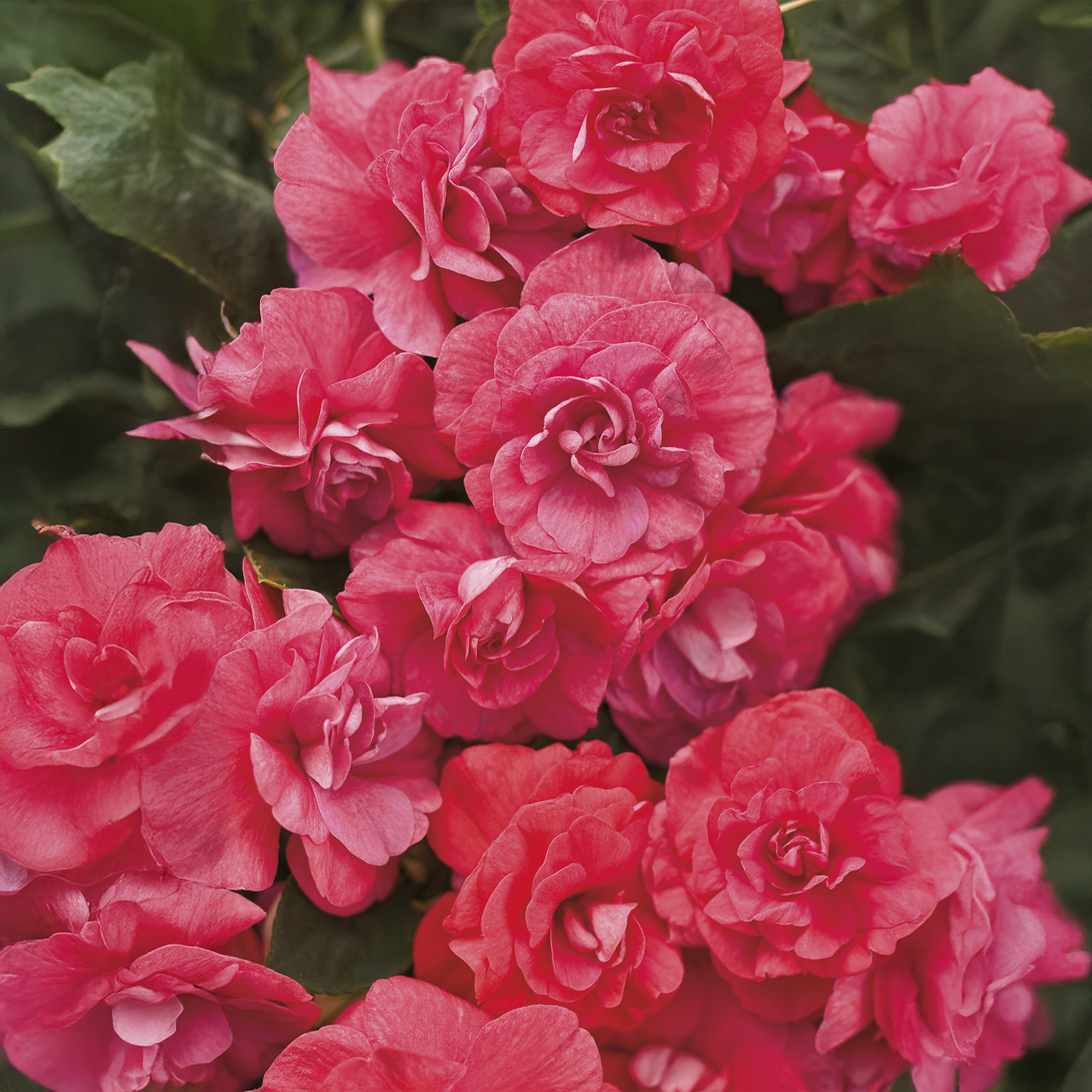 Proven Winners - Impatiens Double Rockapulco Coral Reef | Pot de 5 po