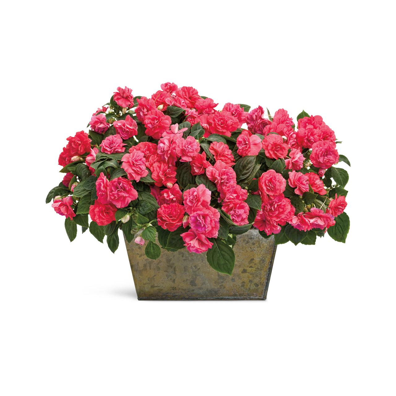 Proven Winners - Impatiens Double Rockapulco Coral Reef | Pot de 5 po