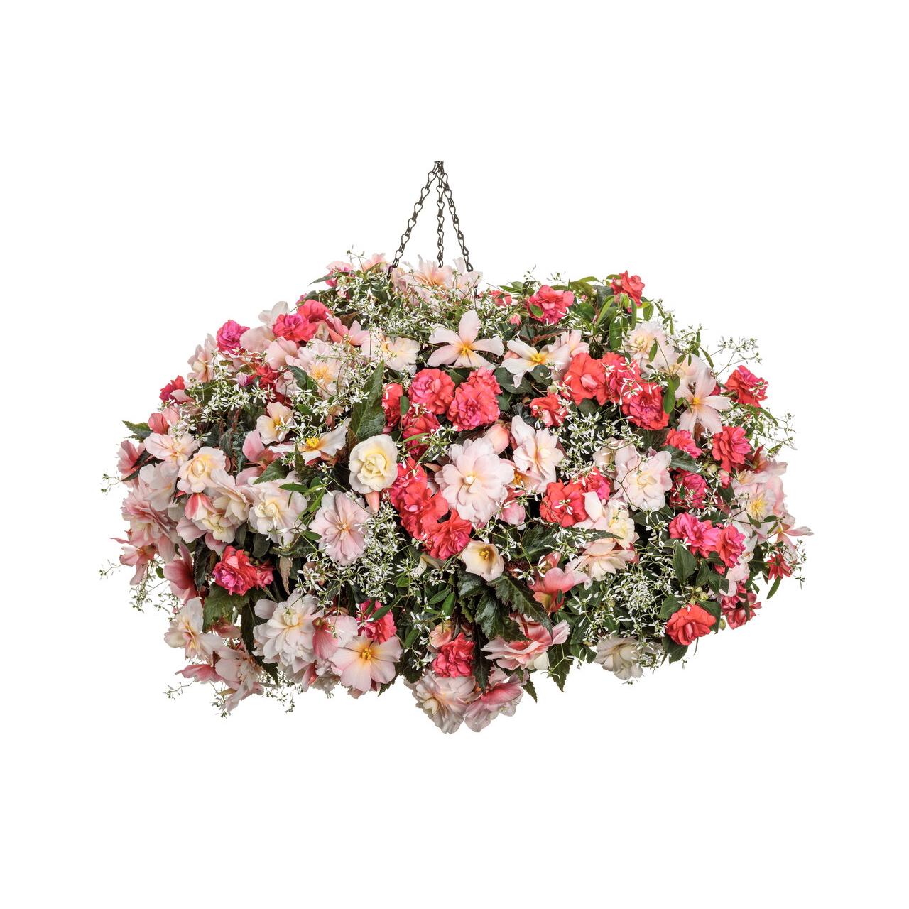 Proven Winners - Impatiens Double Rockapulco Coral Reef | Pot de 5 po