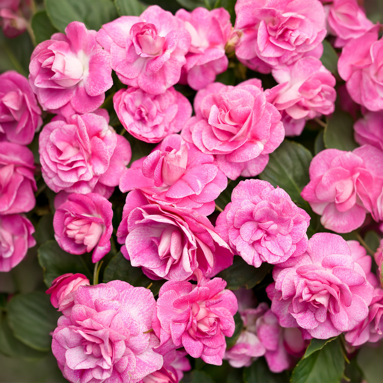 Proven Winners - Impatiens Double Rockapulco Rose | Pot de 12,7 cm