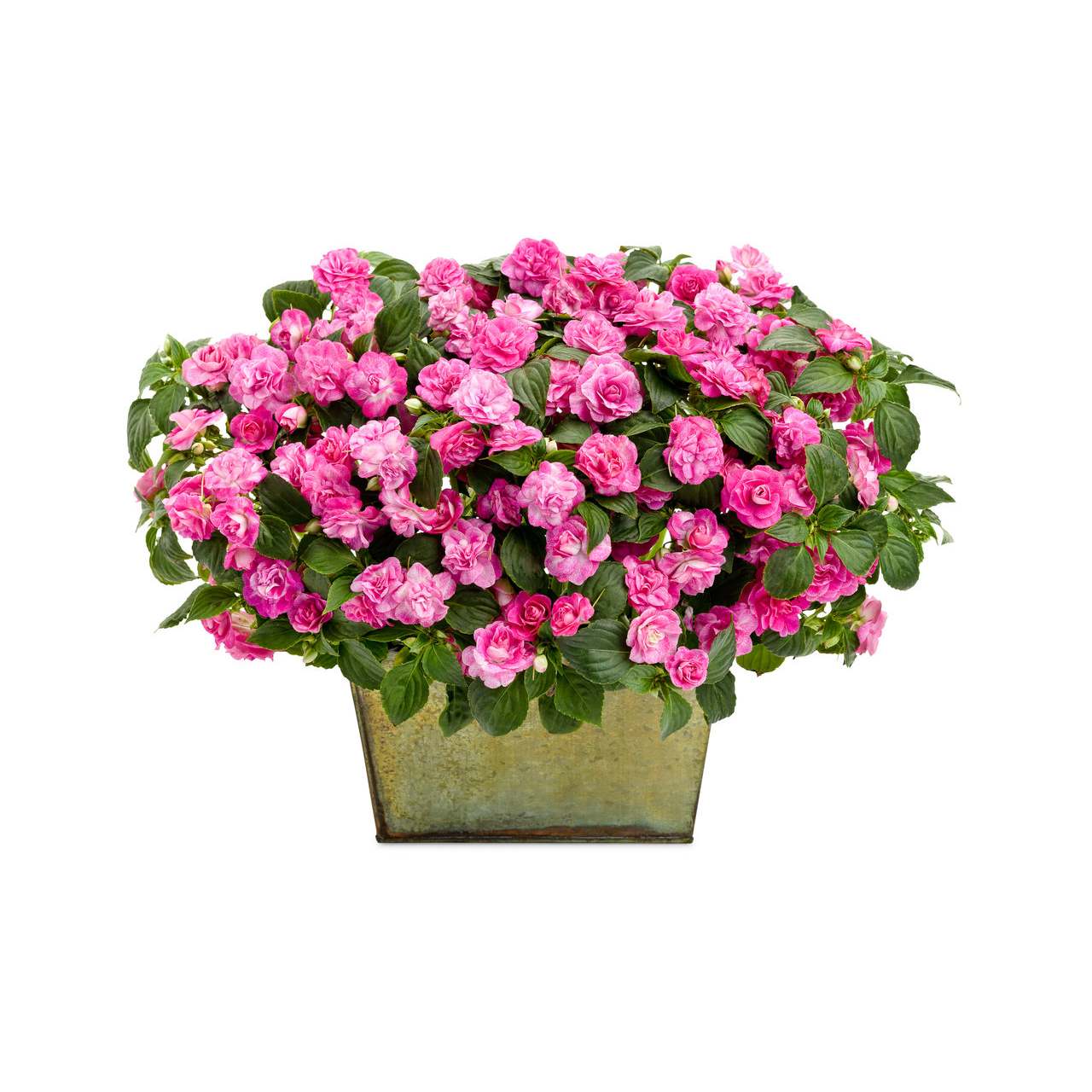 Proven Winners - Impatiens Double Rockapulco Rose | Pot de 12,7 cm