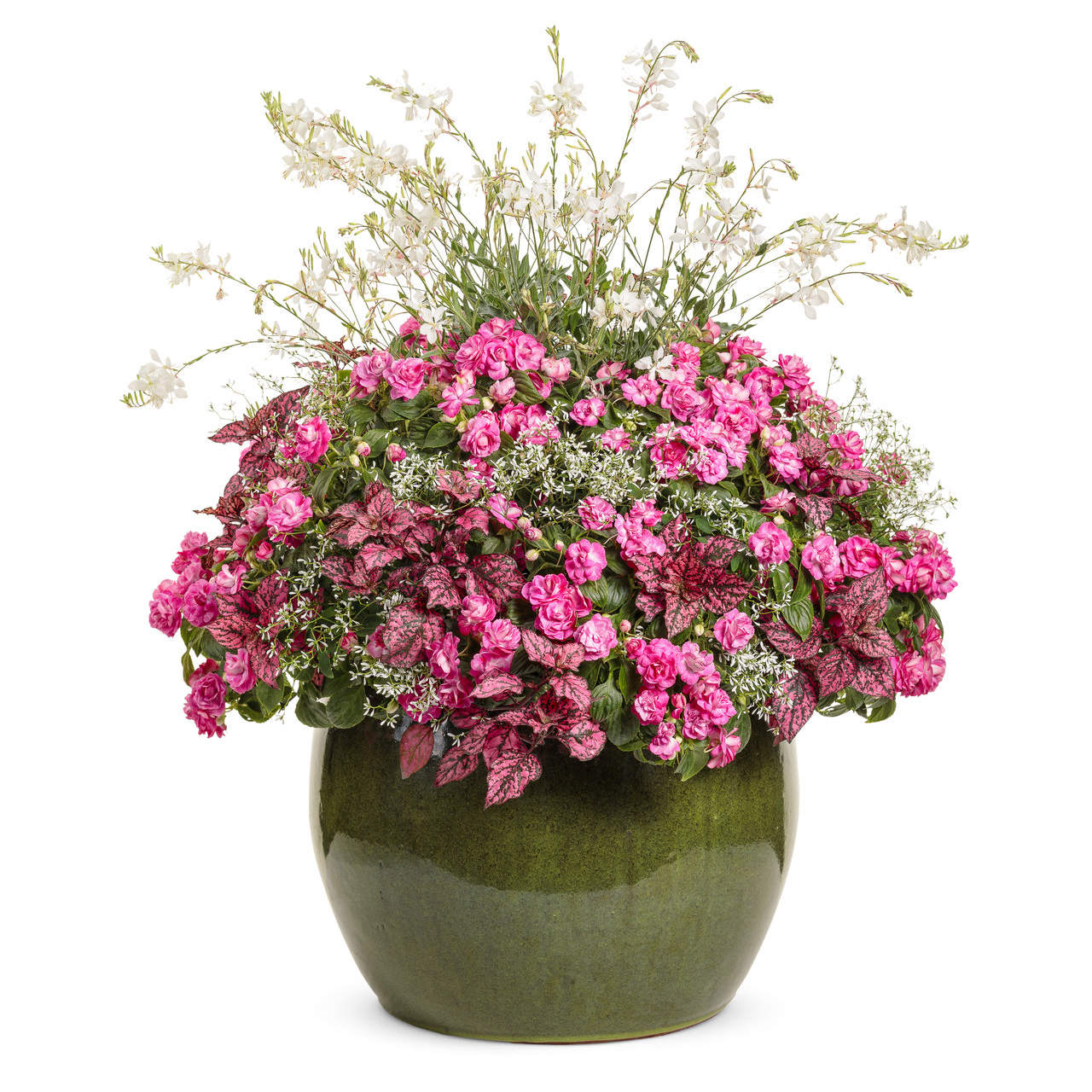 Proven Winners - Impatiens Double Rockapulco Rose | Pot de 12,7 cm