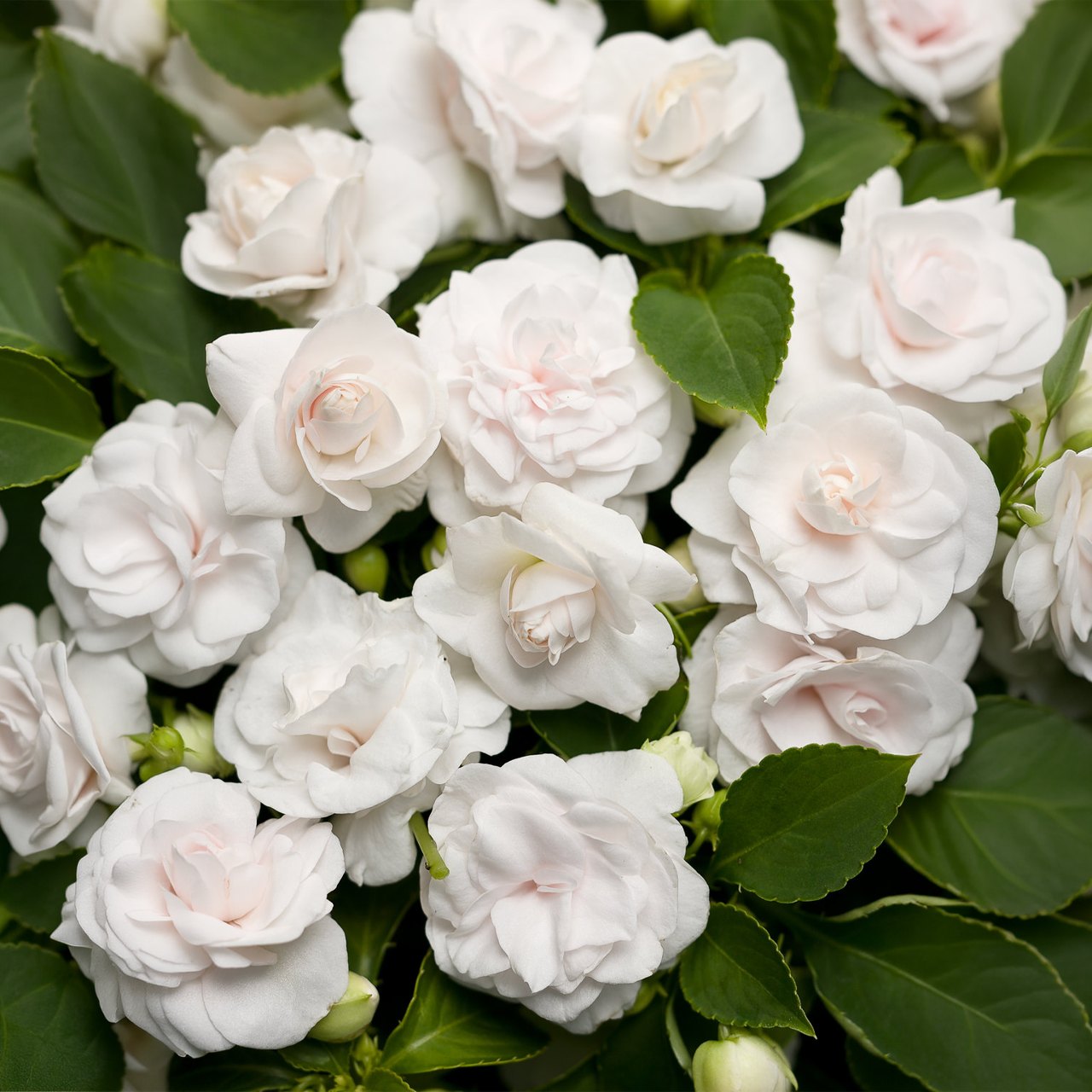 Proven Winners - Impatiens Double Rockapulco White | Pot de 12,7 cm
