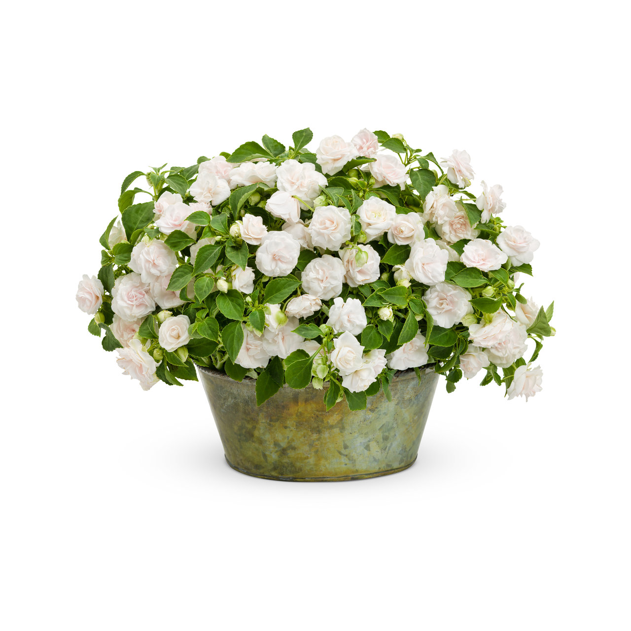 Proven Winners - Impatiens Double Rockapulco White | Pot de 12,7 cm