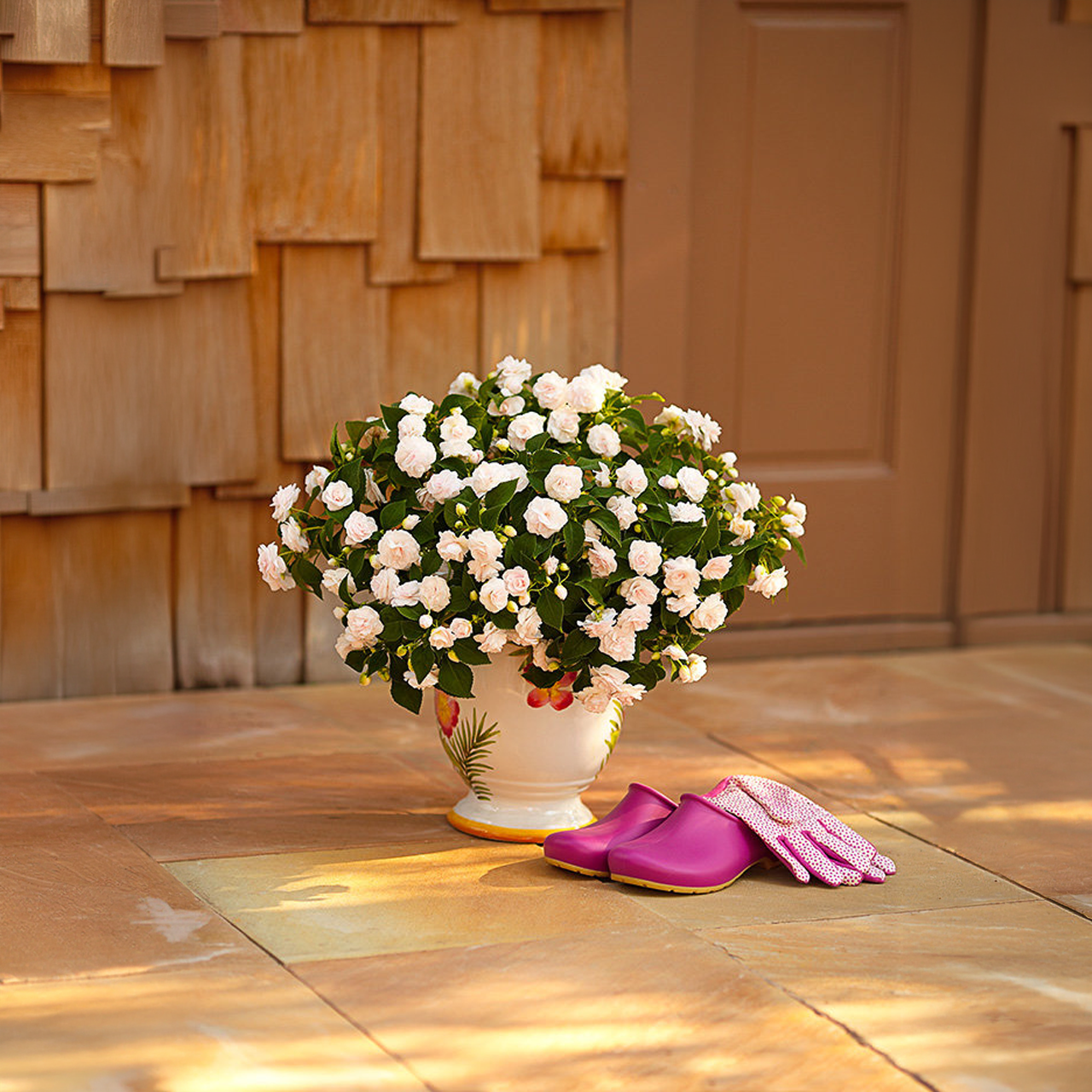 Proven Winners - Impatiens Double Rockapulco White | Pot de 12,7 cm