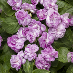Proven Winners - Impatiens Double Rockapulco Wisteria | Pot de 5 po
