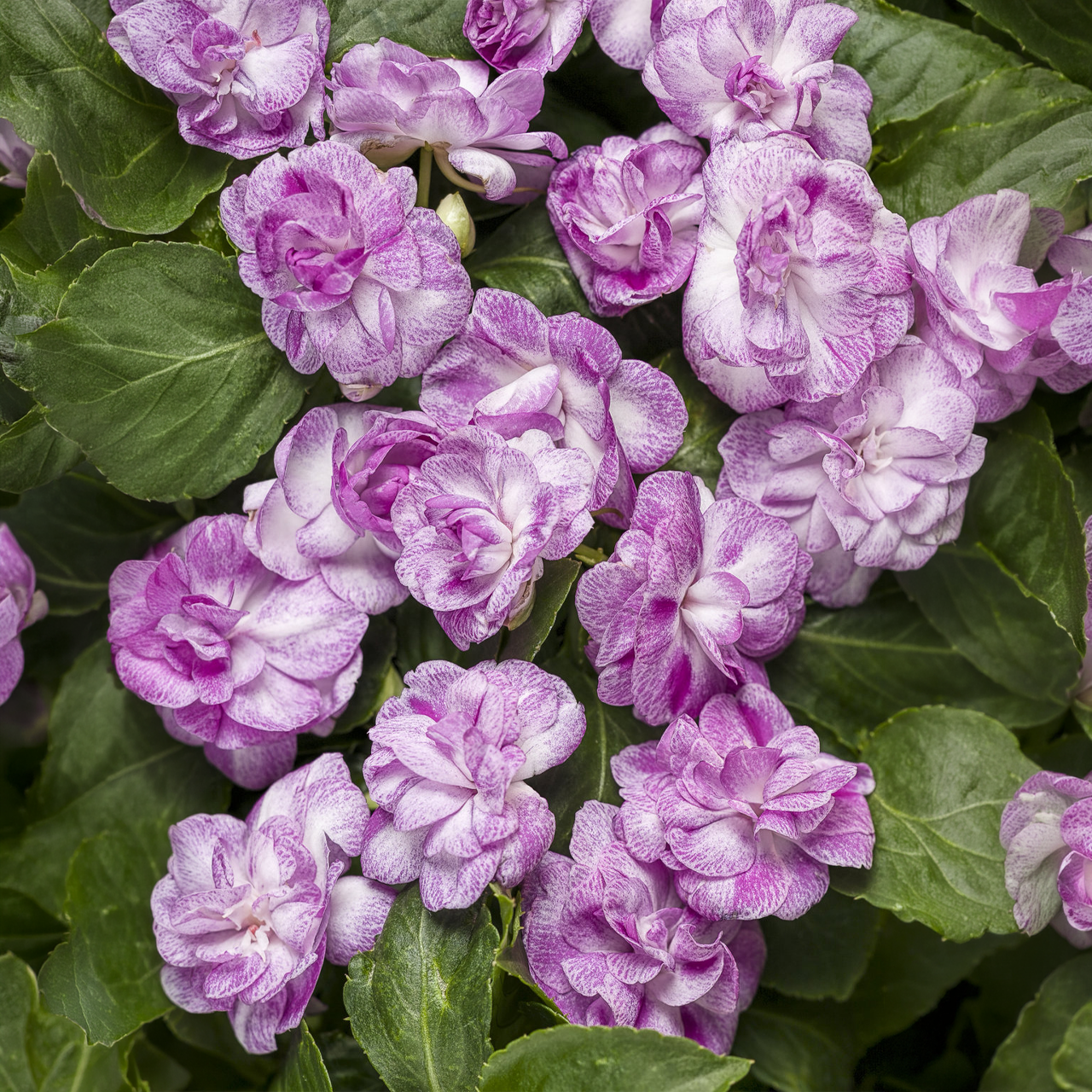 Proven Winners - Impatiens Double Rockapulco Wisteria | Pot de 5 po