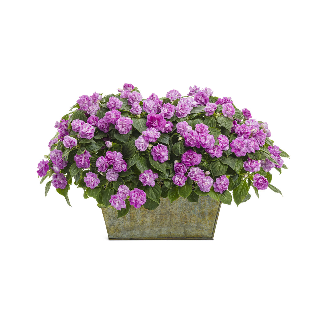 Proven Winners - Impatiens Double Rockapulco Wisteria | Pot de 5 po