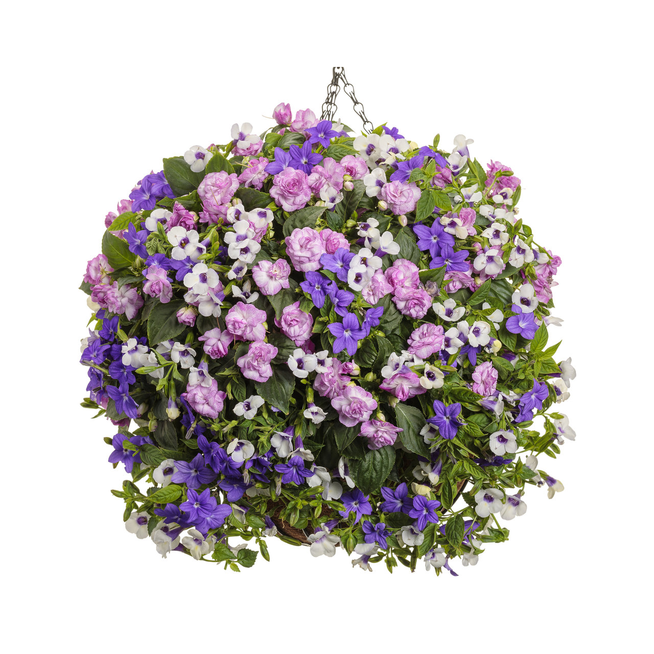 Proven Winners - Impatiens Double Rockapulco Wisteria | Pot de 5 po