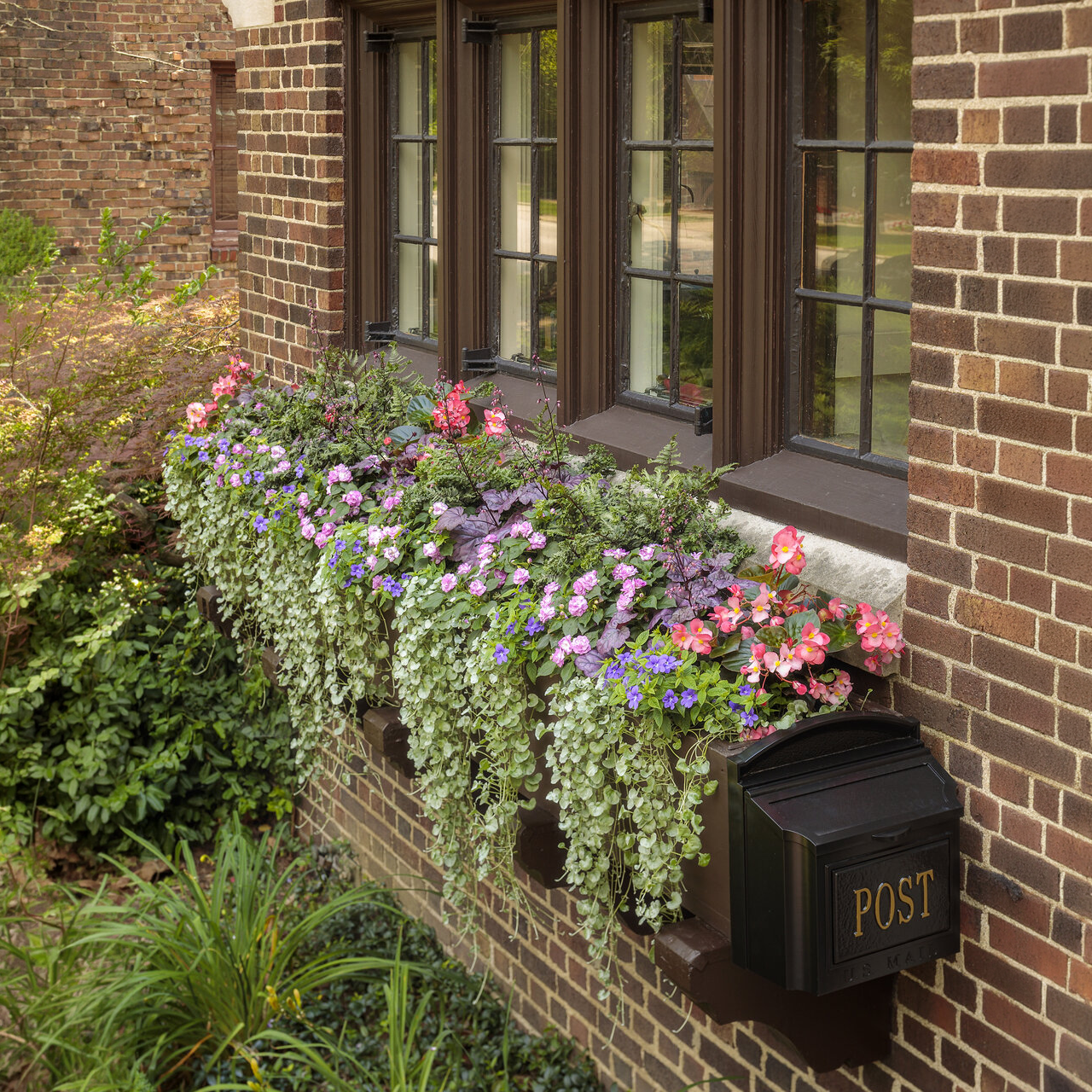 Proven Winners - Impatiens Double Rockapulco Wisteria | Pot de 5 po