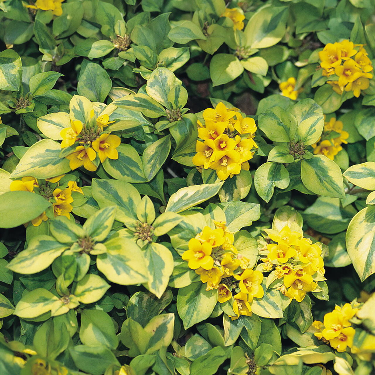 Proven Winners - Lysimaque Waikiki Sunset | Pot de 12,7 cm
