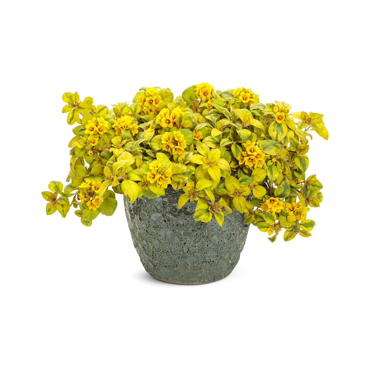 Proven Winners - Lysimaque Waikiki Sunset | Pot de 12,7 cm
