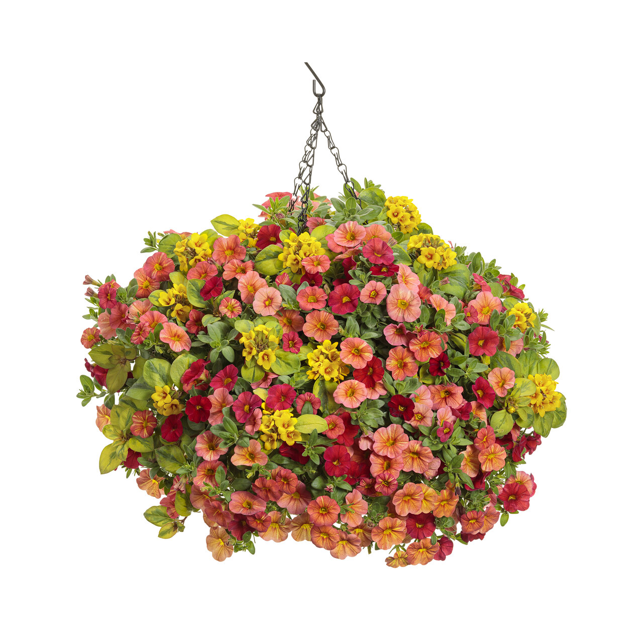 Proven Winners - Lysimaque Waikiki Sunset | Pot de 12,7 cm