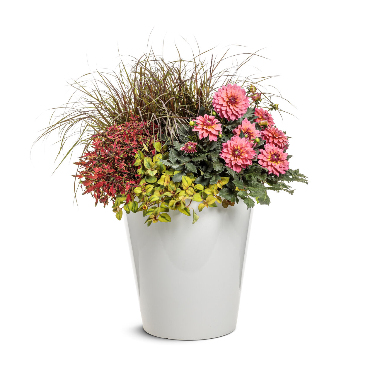 Proven Winners - Lysimaque Waikiki Sunset | Pot de 12,7 cm