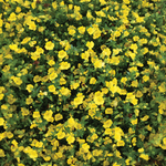 Proven Winners - Mecardonia Golddust | Pot de 5 pouces