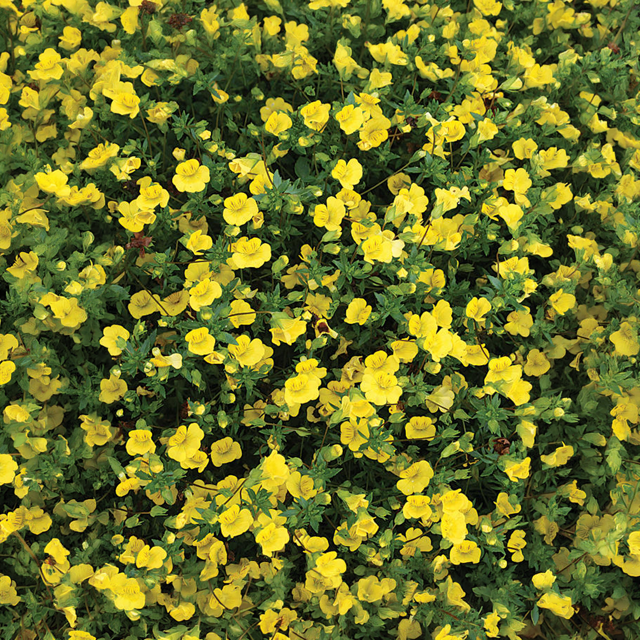 Proven Winners - Mecardonia Golddust | Pot de 5 pouces