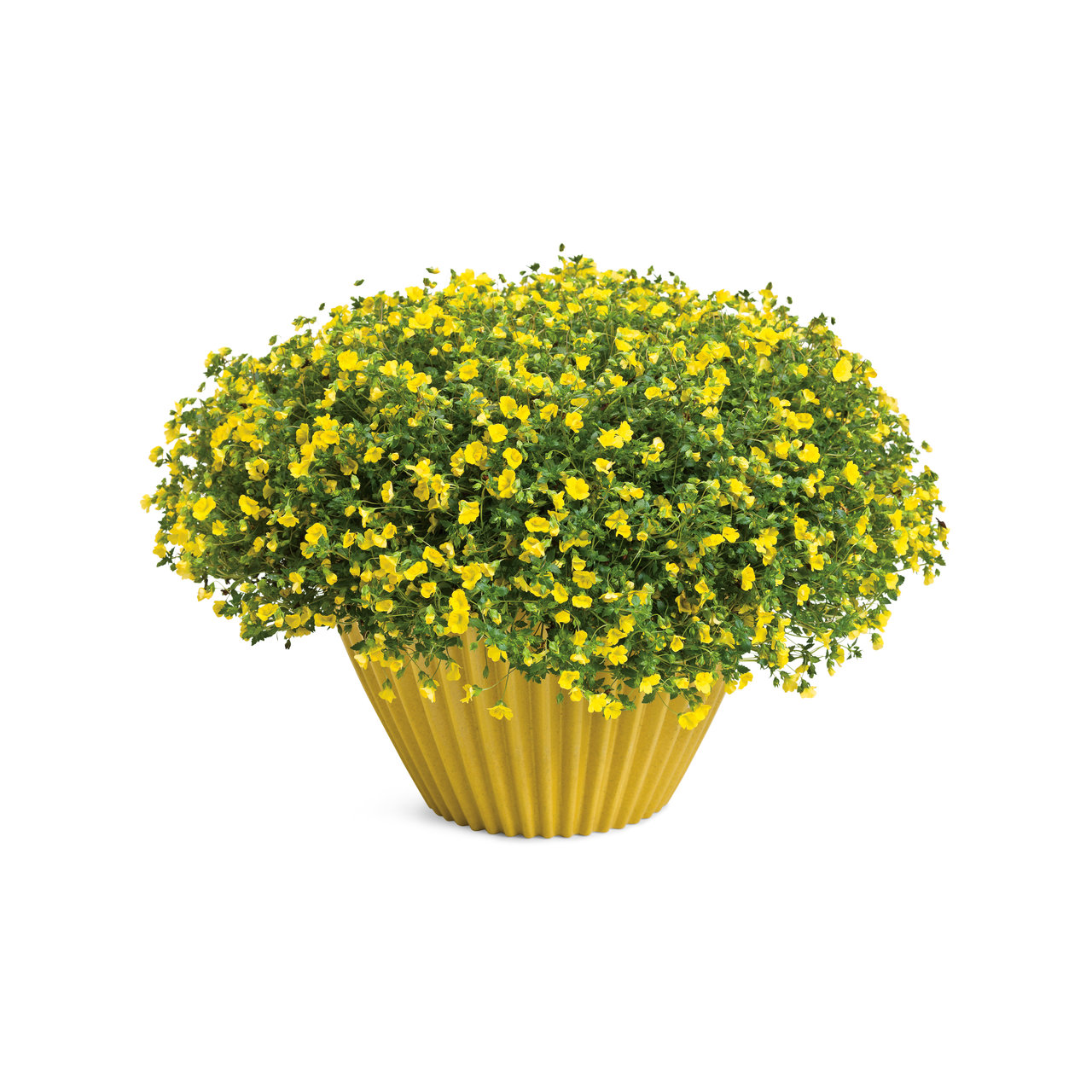 Proven Winners - Mecardonia Golddust | Pot de 5 pouces