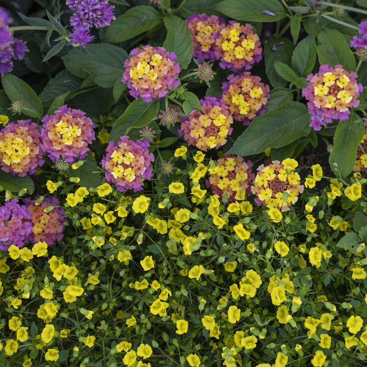 Proven Winners - Mecardonia Golddust | Pot de 5 pouces