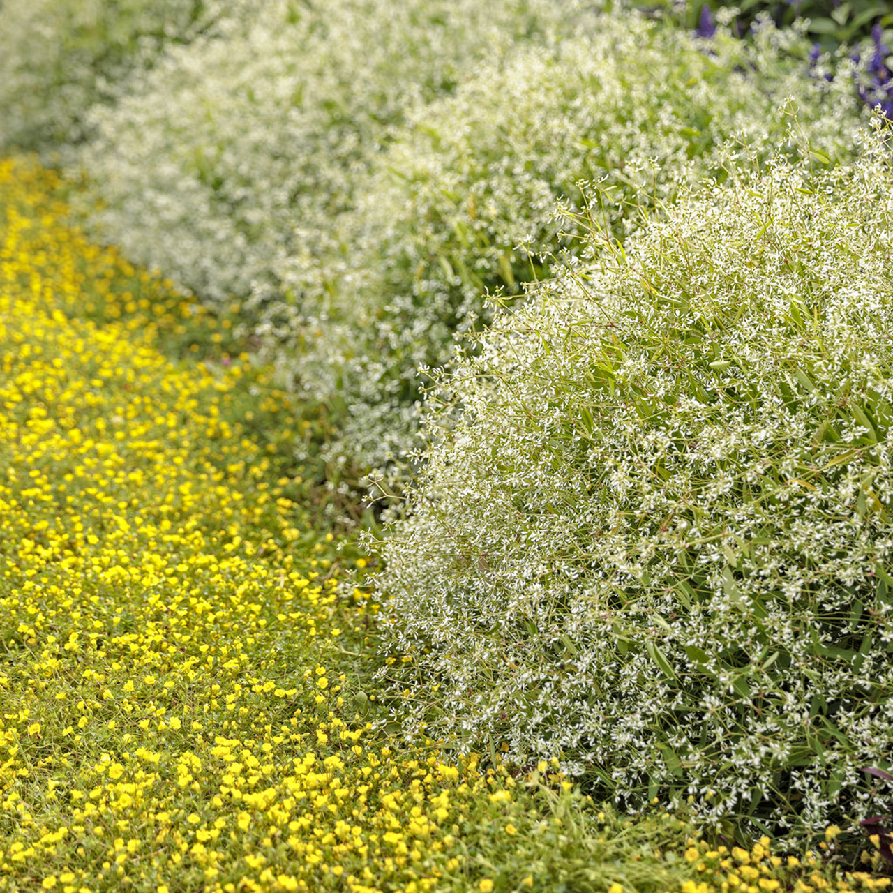 Proven Winners - Mecardonia Golddust | Pot de 5 pouces