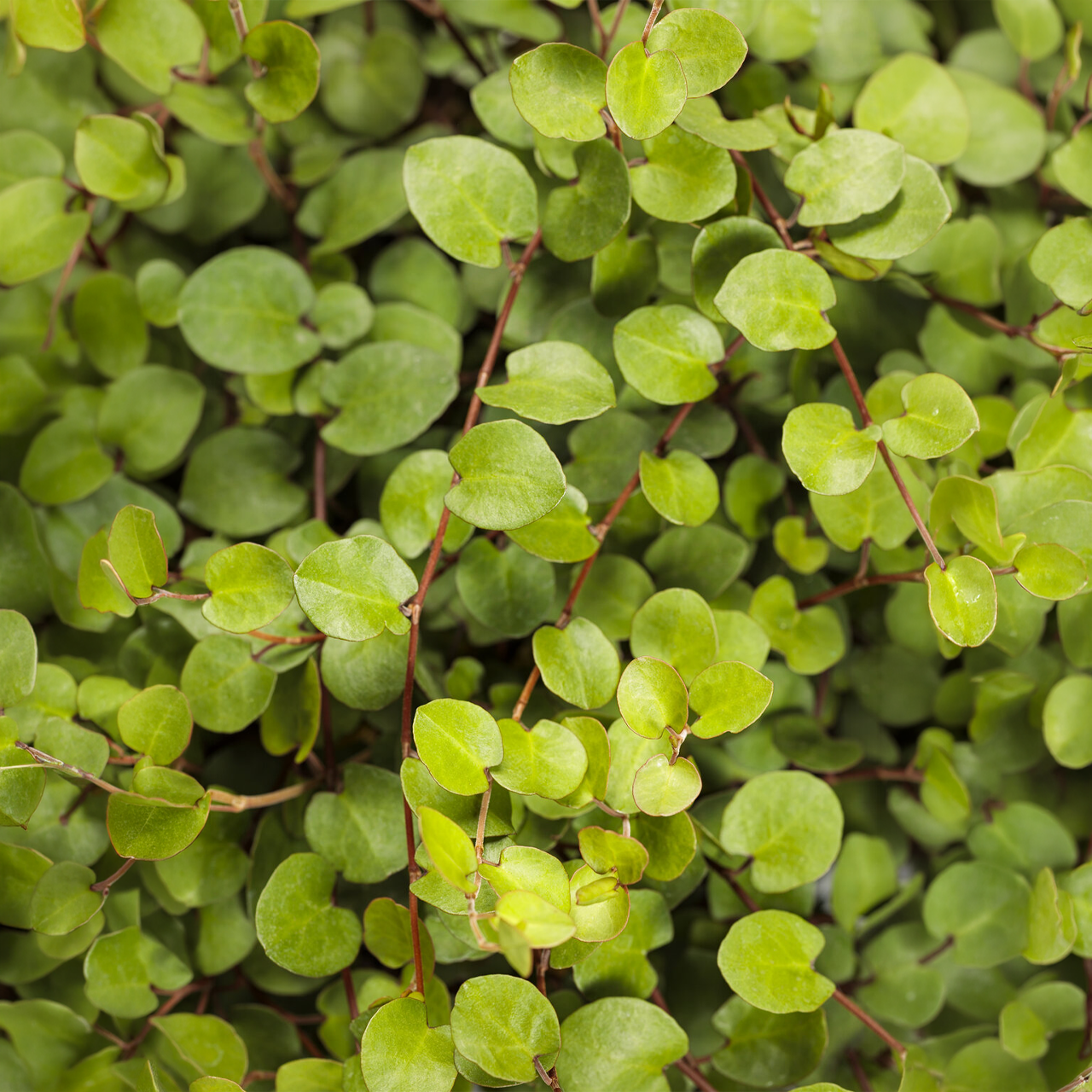 Proven Winners - Muehlenbeckia Grande Feuille | Pot de 12.7 cm