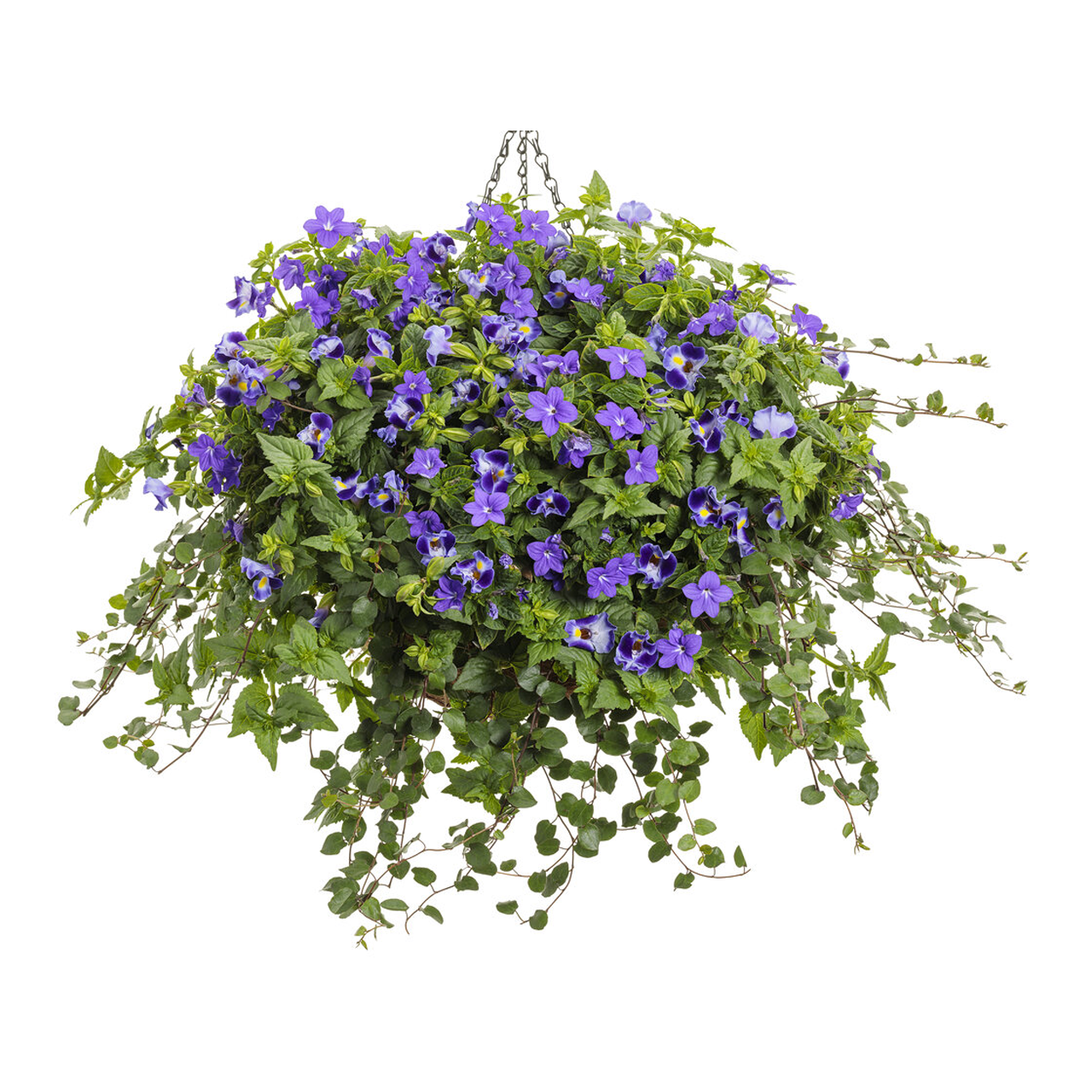 Proven Winners - Muehlenbeckia Grande Feuille | Pot de 12.7 cm
