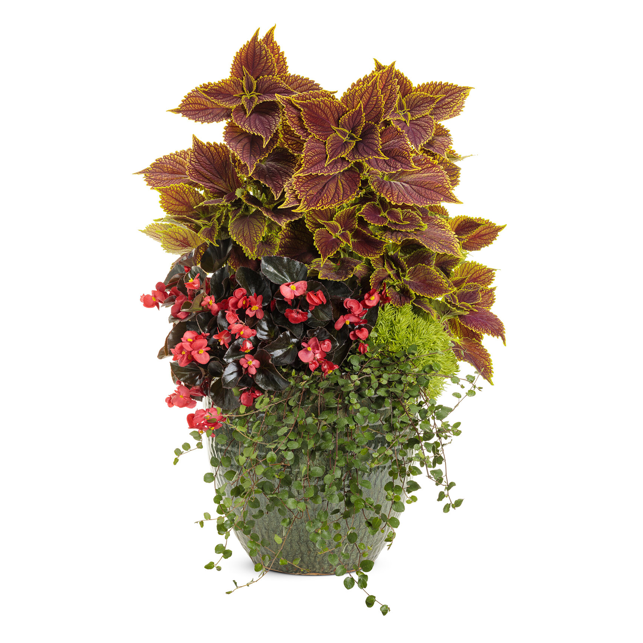 Proven Winners - Muehlenbeckia Grande Feuille | Pot de 12.7 cm