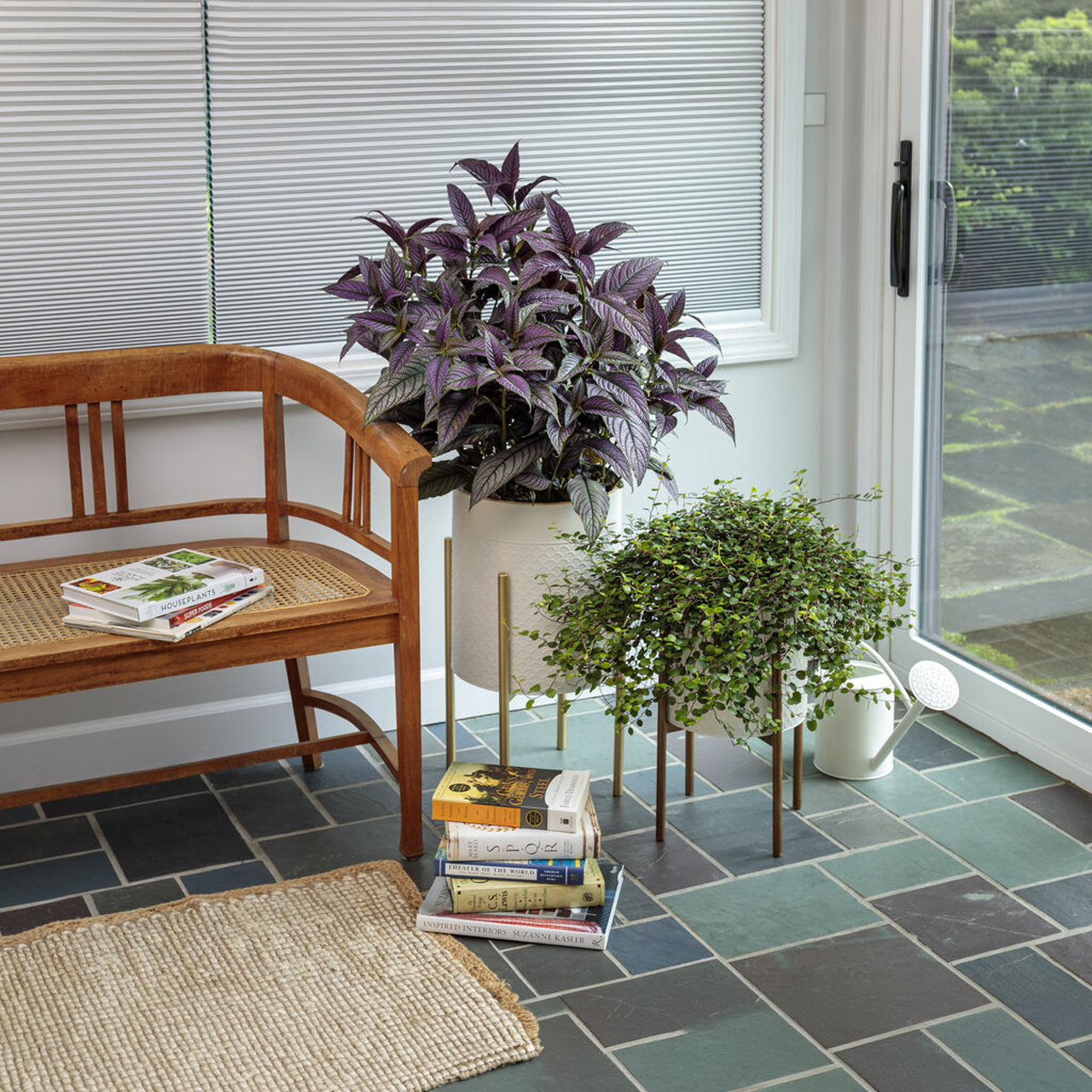 Proven Winners - Muehlenbeckia Grande Feuille | Pot de 12.7 cm