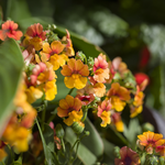 Proven Winners - Nemesia Sunsatia Blood Orange | Pot de 12,7 cm