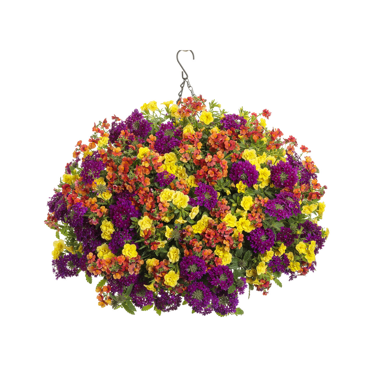 Proven Winners - Nemesia Sunsatia Blood Orange | Pot de 12,7 cm