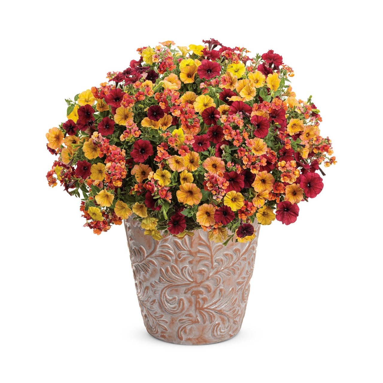 Proven Winners - Nemesia Sunsatia Blood Orange | Pot de 12,7 cm