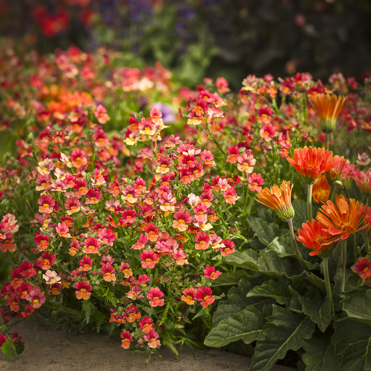 Proven Winners - Nemesia Sunsatia Blood Orange | Pot de 12,7 cm