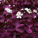 Proven Winners - Oxalis Charmed Wine | Pot de 5 po