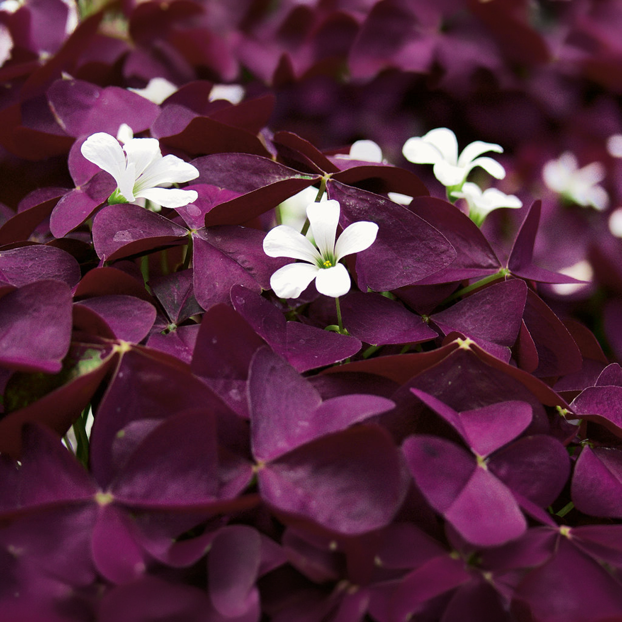 Proven Winners - Oxalis Charmed Wine | Pot de 5 po