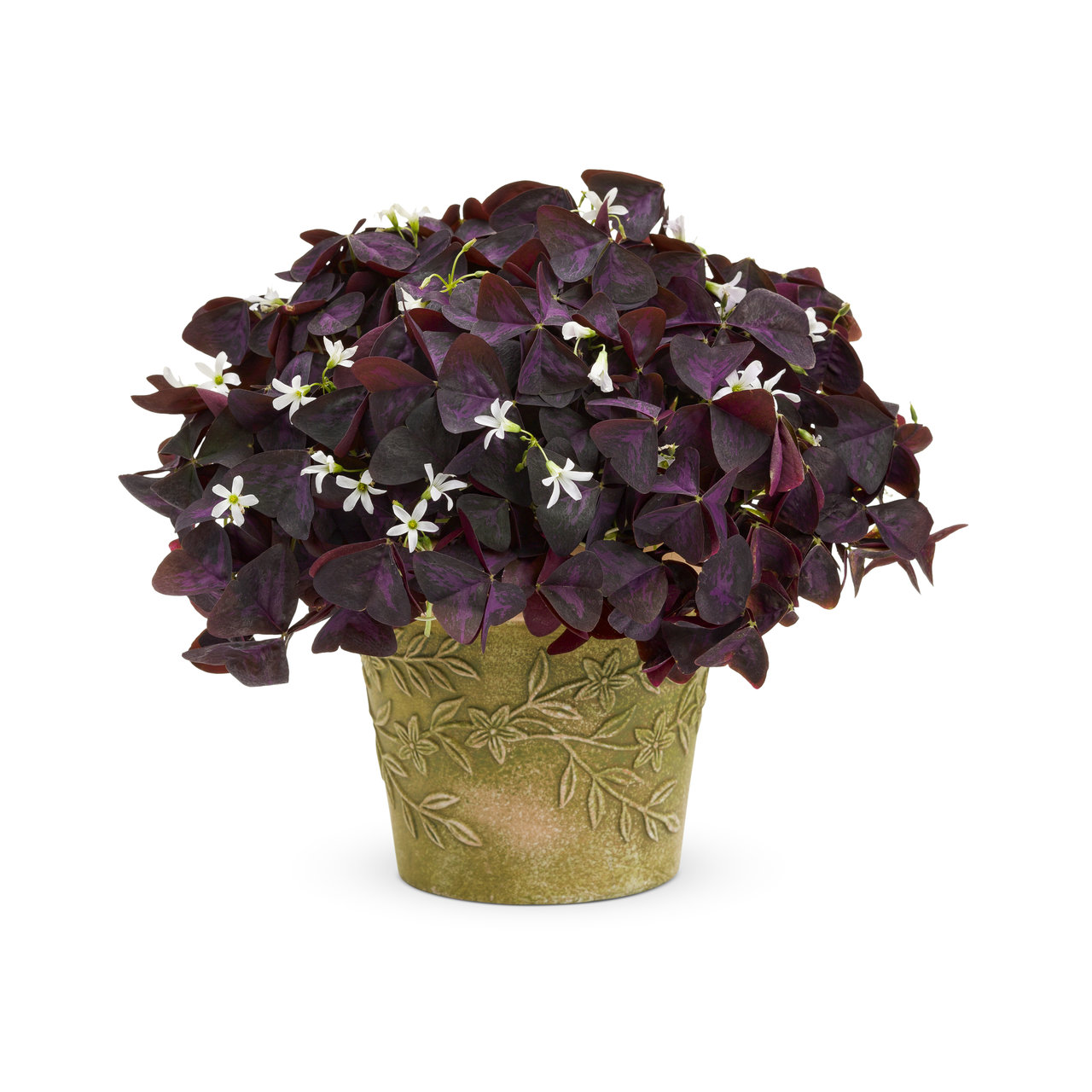 Proven Winners - Oxalis Charmed Wine | Pot de 5 po