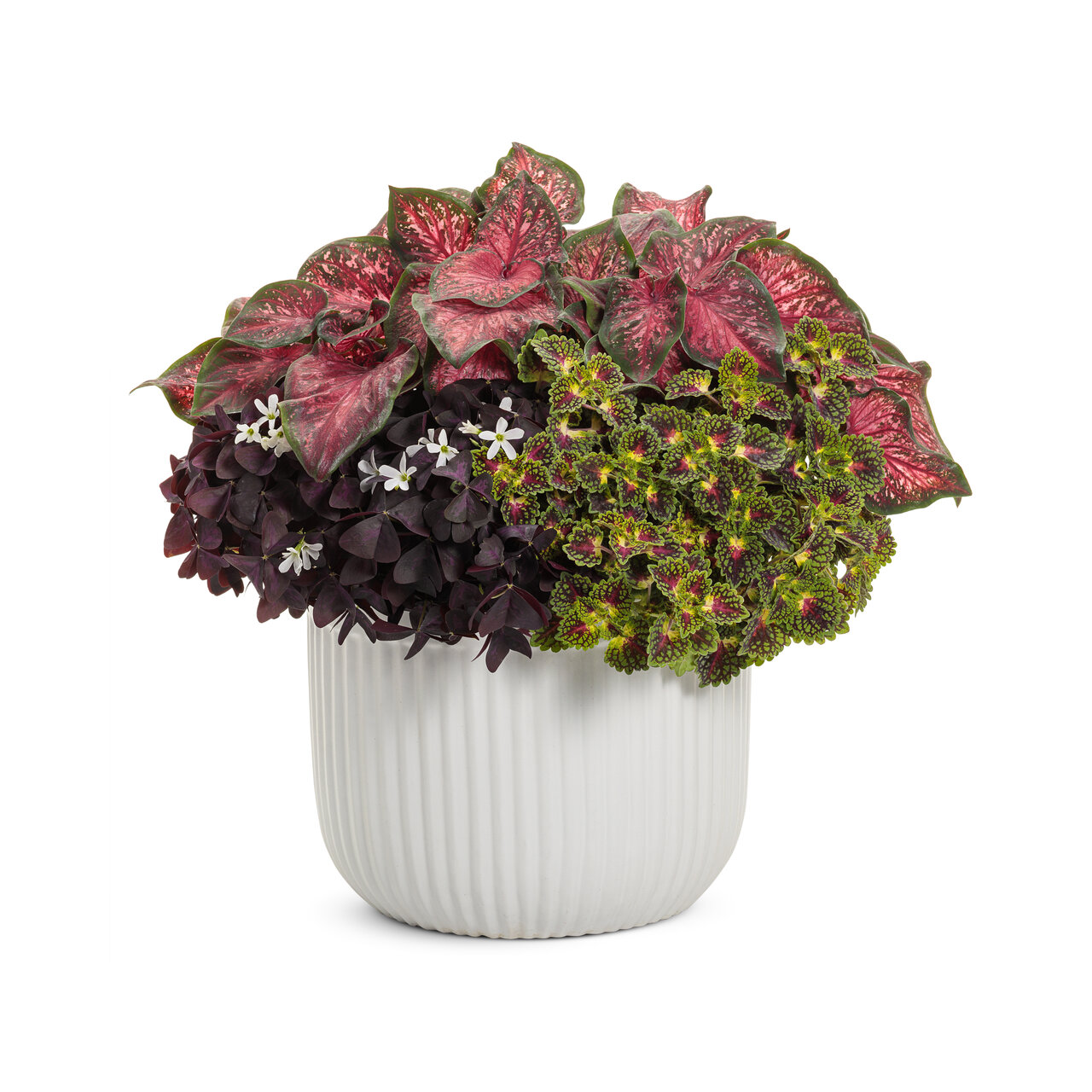 Proven Winners - Oxalis Charmed Wine | Pot de 5 po