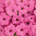 Proven Winners - Petunia Supertunia Vista Bubblegum | Pot de 5 po