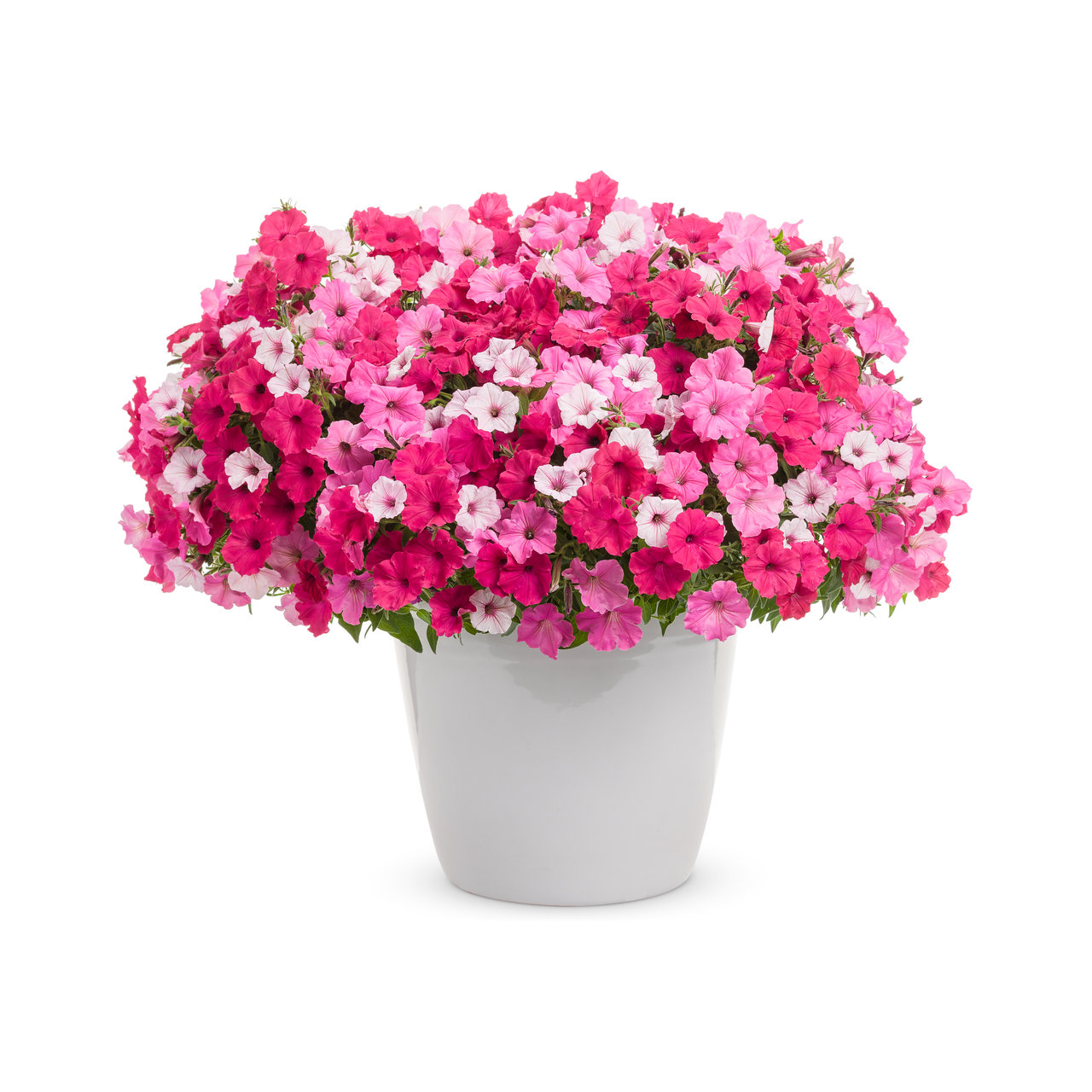 Proven Winners - Petunia Supertunia Vista Bubblegum | Pot de 5 po