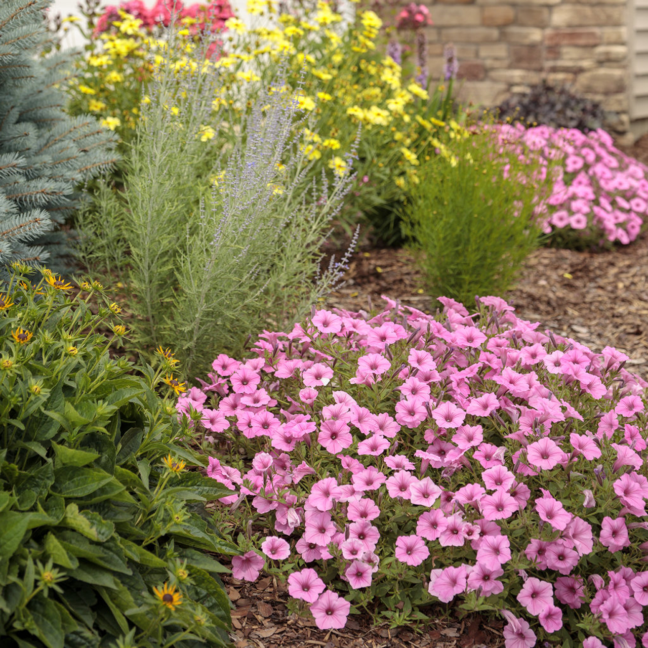 Proven Winners - Petunia Supertunia Vista Bubblegum | Pot de 5 po