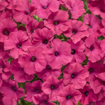 Proven Winners - Pétunia Supertunia Vista Fuchsia | Pot de 13 cm